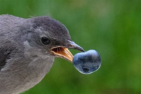 Can Baby Birds Eat Blueberries