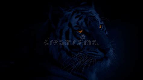Tiger With Glowing Eyes In The Dark Stock Video Video Of Dramatic