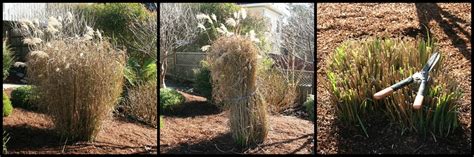 A special note to our australian friends: Stop! Don't Prune That Grass (How to Prune Ornamental ...
