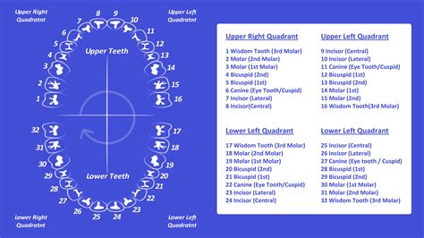 Tooth Number Chart Printable Pdf — Mashup Math