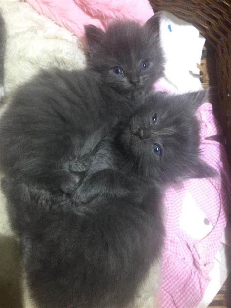 Beautiful Grey Fluffy Kittens Can Be Reserved Now In Westhoughton