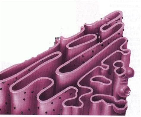 (the perinuclear space in turn is the space between. The Plant Cell