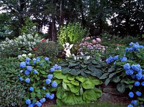 Smooth hydrangea, hydrangea arborescens 'abetwo' pp20571. Hydrangea And Hosta Garden - Garden Ftempo