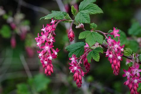 Flowering is in april and dispersal of fluffy seeds in late may or early june. File:Pink Flowering Currant closeup, Ribes sanguineum.jpg ...