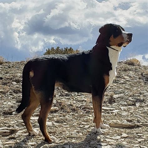 Breed Information Prairie Winds Greater Swiss Mountain Dogs