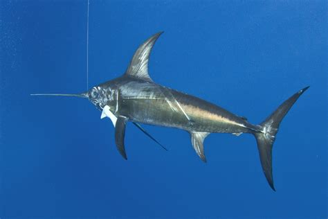 Swordfishing In Key West With Delph Fishing Charters