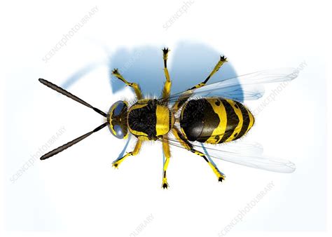 Hornet Artwork Stock Image F0056935 Science Photo Library