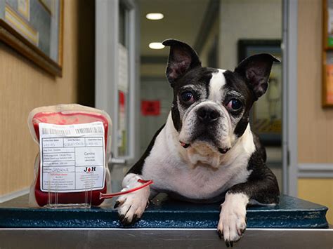 Blood Bank For Pets Jefferson Animal Hospital