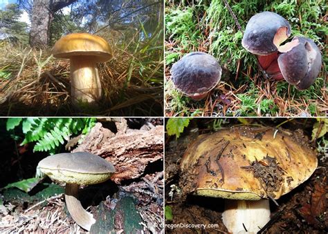 Pacific Northwest Boletes Wild Mushrooms Oregon Discovery