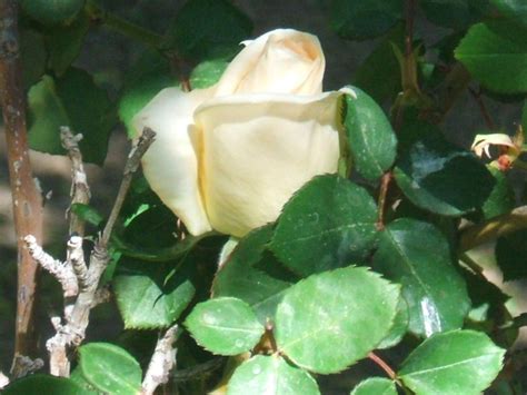 White Rose Roses Photo 682970 Fanpop