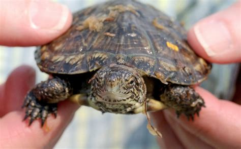 35 Western Pond Turtles Are Released In Lakewood Pond Bolstering Endangered Population The