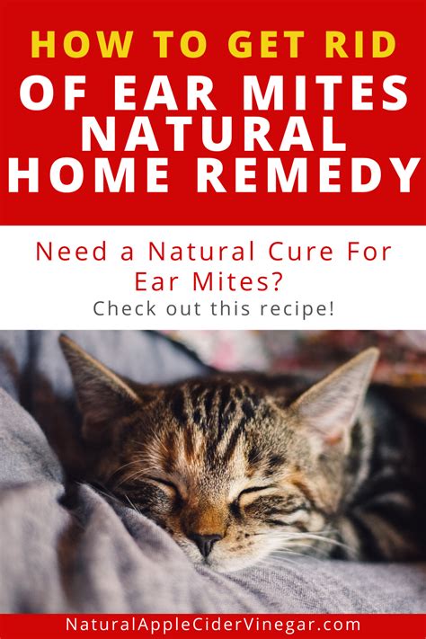 Supportive measures like hot fomentation may be given. Cat Ear Polyp Home Remedy Review | Pets News and Review