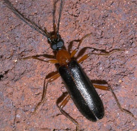 Maycintadamayantixibb Red And Black Longhorn Beetle