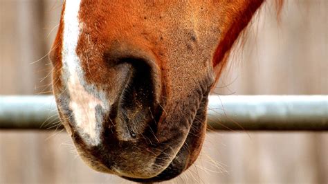 Horse Nose Bleeds Equine Epistaxis How To Treat Equineigh