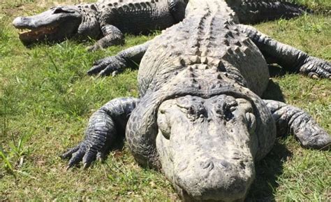 Hammond Alligator Swamp Tour In New Orleans Book Tours And Activities At