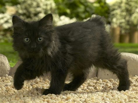 Bobtail Cats For Sale In Georgia Onlyvegg