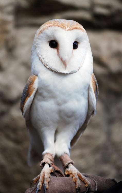 Barn Owl By Floridapfe ☚ Baby Barn Owl Barn Owl Owl