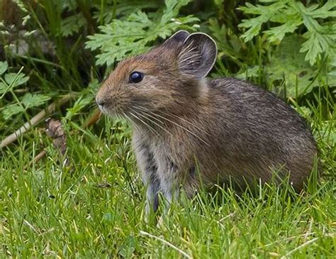 Large Eared Pika Life Expectancy
