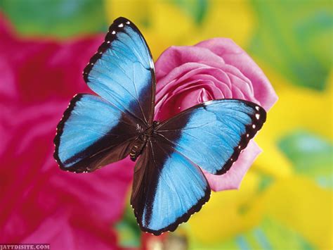 Butterfly Pictures Images Page 4