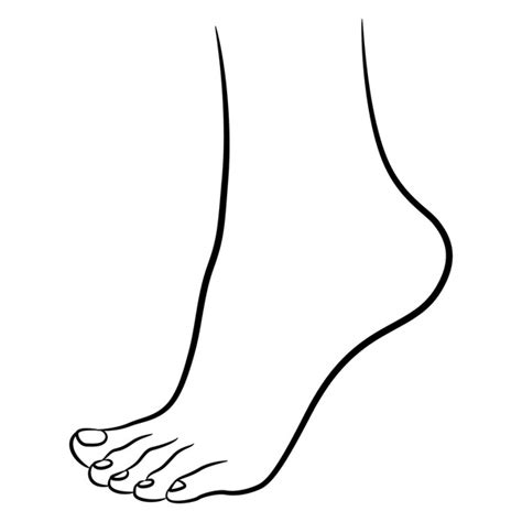 4520 Ankle Drawing Images Stock Photos 3d Objects And Vectors