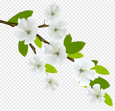 Ilustrasi Bunga Sakura Putih Cabang Dogwood Berbunga Bunga Putih