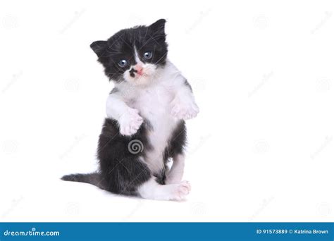 Cute Baby Tuxedo Style Kitten On White Background Stock Image Image