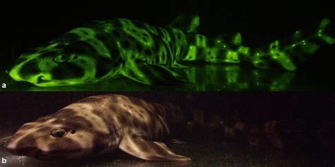 Glow In The Dark Shark Captured By New Camera