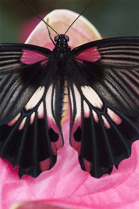 Beautiful Pink Butterfly Butterfly Beautiful Butterflies Butterfly