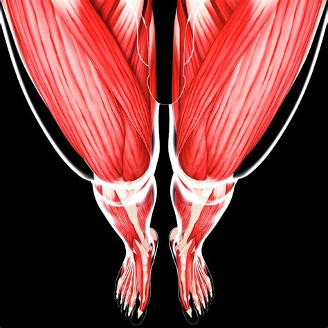 Human Leg Musculature Photograph By Pixologicstudioscience Photo Library