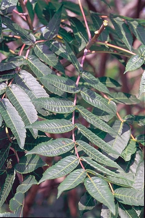 Smooth Sumac Rhus Glabra Great Basin Seeds