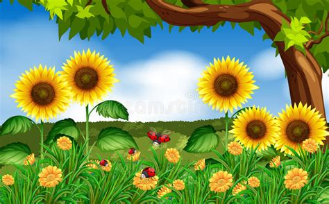 Sunflowers And Ladybugs In Garden Stock Vector