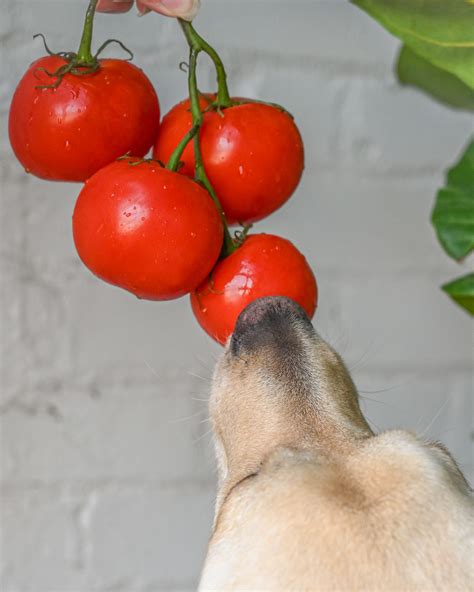 Can Dogs Eat Tomatoes The Native Pet