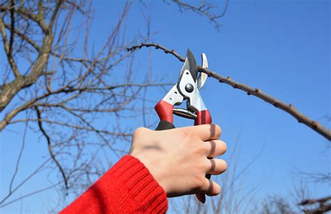 Tree Pruning In Winter The Ultimate Guide
