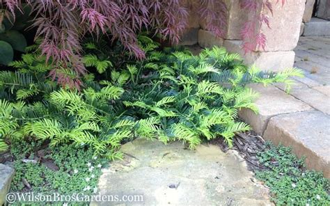 Cephalotaxus Harringtonia Prostrata Add To Wish List Cephalotaxus