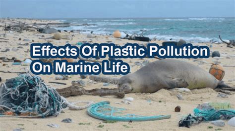 Most Endangered Marine Animals Due To Plastic Pollution