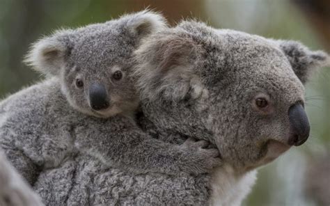 Koala Baby G Wallpapers Hd Desktop And Mobile Backgrounds