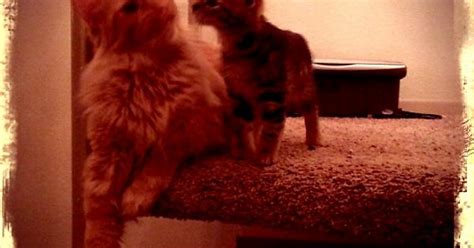 Kitten Kisses Imgur