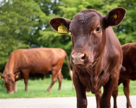 Take A Tip From Hatfield Forests Cattle And Find Pastures New This Winter