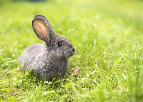 Grey Rabbit In Grass Closeup Stock Image Image Of Hunting Furry