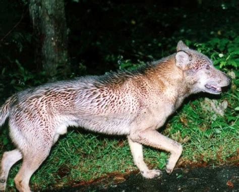 Abes Animals Extinct Gray Wolves