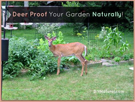 How To Deer Proof Your Vegetable Garden Vegetable Garden Photo