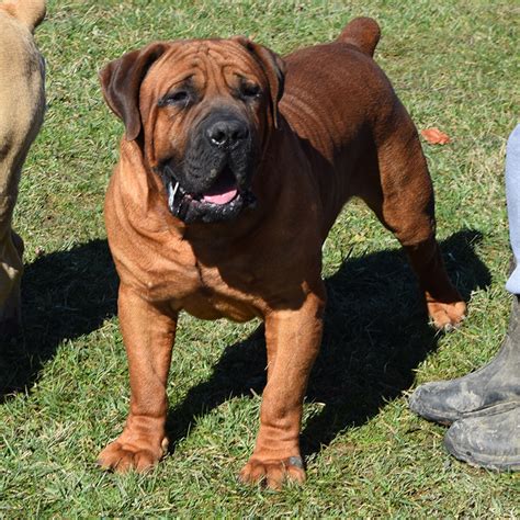 Black lab puppies for sale in norfolk. South African Boerboel Puppies For Sale - Yellow, Brown ...
