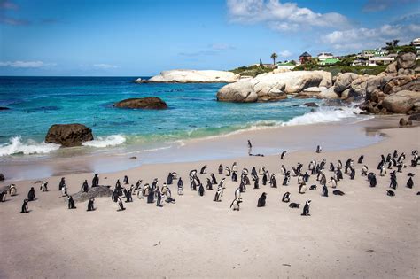 Boulders Beach South Africa Located In The Cape Peninsula Near Cape