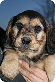 Golden retriever,rottweiler male adoption saint peters,mo. Martina McBride | Adopted Puppy | Wytheville, VA | Golden Retriever/Rottweiler Mix