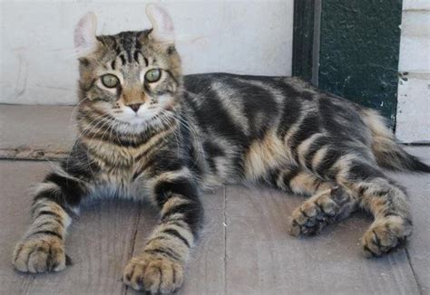 11 Cat Breeds That Look Like Leopards And Tigers Animal Hype