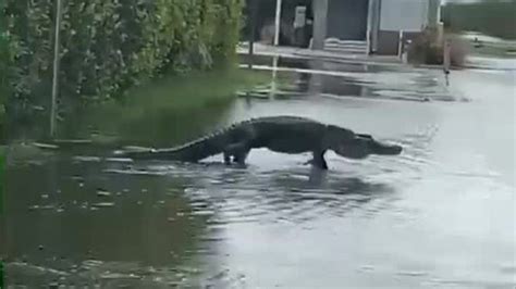 Alligators And Crocodiles In The Wild