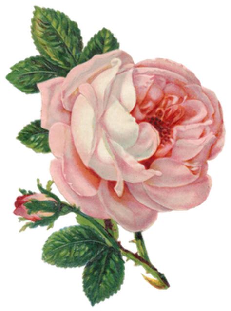 Download High Quality Rose Transparent Victorian Transparent Png Images