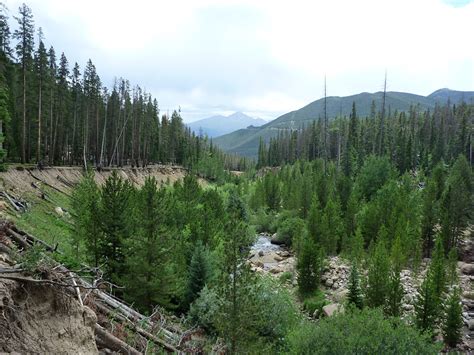 Trees Above Roaring River Ypsilon And Spectacle Lakes