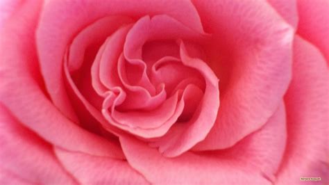 Maybe you would like to learn more about one of these? Roze roos close-up foto's | HD Wallpapers