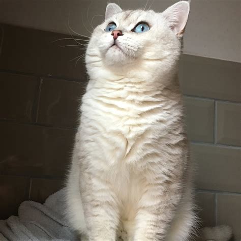 We are members of cfa and show cfa. The Colourpoint British Shorthair Cat | Bombadillo Kittens